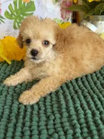 Fluffy Girl, a female Poodle - Toy  for sale in Gaffney, SC – 1 of 3