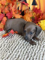 Amarreta, a female Miniature Dachshund for sale in Gaffney, SC – 2 of 3
