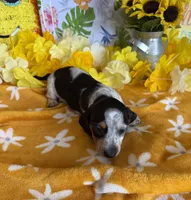 Tigger, a male Miniature Dachshund for sale in Gaffney, SC – 4 of 4