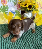 Jace, a male Miniature Dachshund for sale in Gaffney, SC – 2 of 3