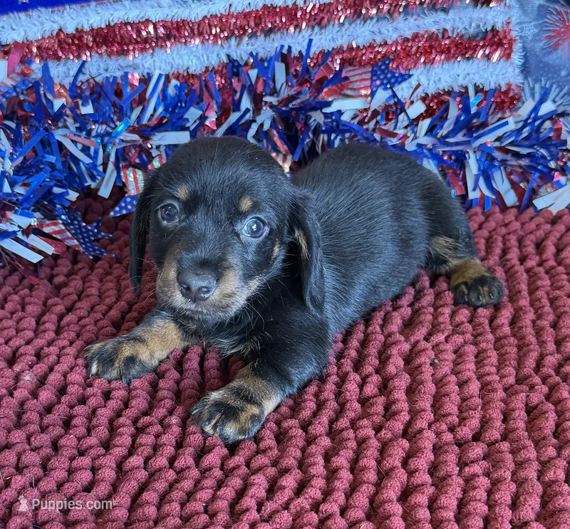 Rhett Wire – Dachshund puppy for sale in Gaffney, SC