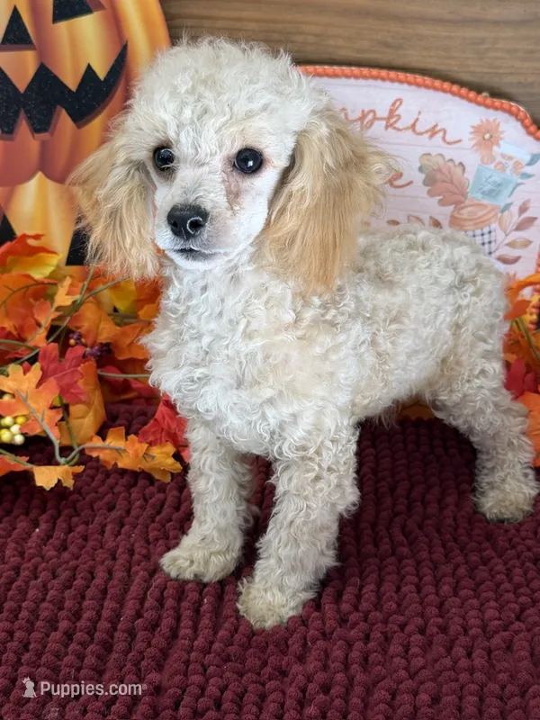 Adam – Poodle - Toy  puppy for sale in Gaffney, SC