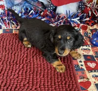 Buddy, a male Miniature Dachshund for sale in Gaffney, SC – 2 of 3