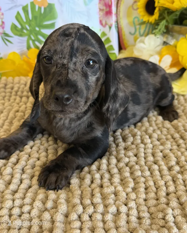 Marble Boy – Miniature Dachshund puppy for sale in Gaffney, SC