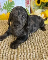 Marble Boy, a male Miniature Dachshund for sale in Gaffney, SC – 1 of 3