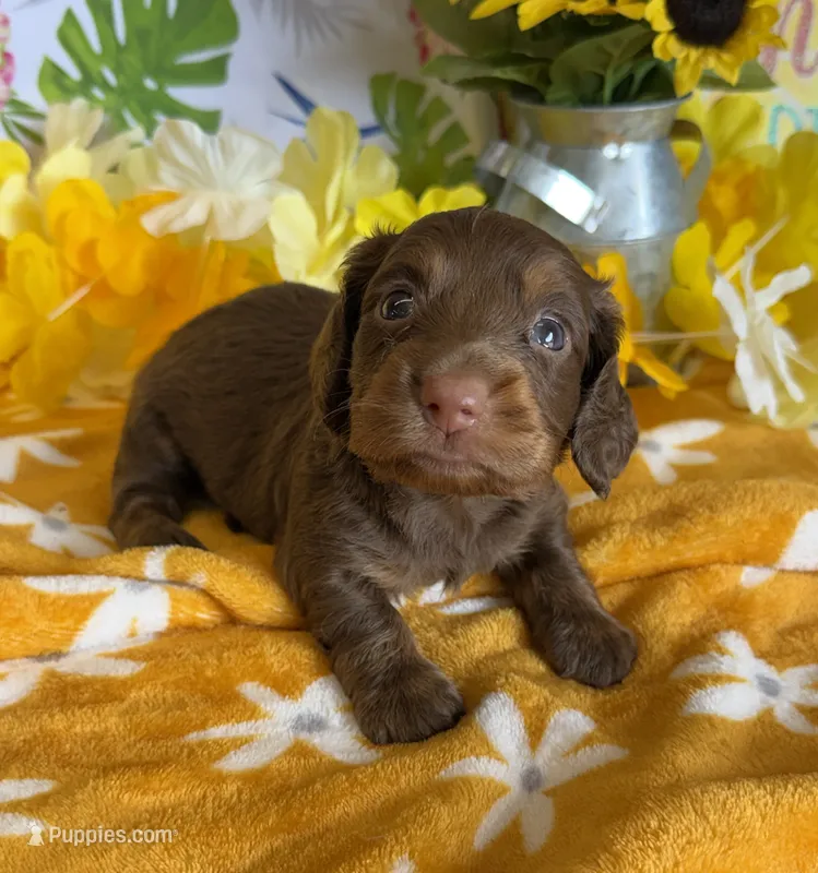 Chip – Miniature Dachshund puppy for sale in Gaffney, SC