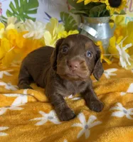 Chip, a male Miniature Dachshund for sale in Gaffney, SC – 1 of 3