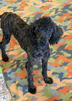 Rascal, a male Poodle - Miniature  for sale in Gaffney, SC – 2 of 4