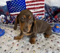 Bucky, a male Dachshund for sale in Gaffney, SC – 3 of 3