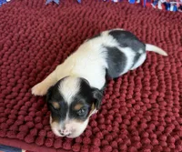 Panda, a male Miniature Dachshund for sale in Gaffney, SC – 2 of 3