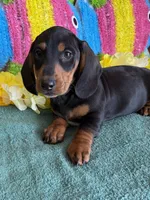 Gordon, a male Dachshund for sale in Gaffney, SC – 3 of 3