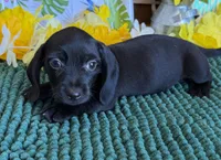Solid Black Wire Boy, a male Miniature Dachshund for sale in Gaffney, SC – 3 of 3