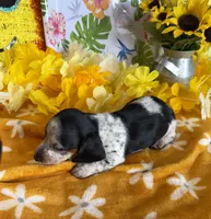 Tigger, a male Miniature Dachshund for sale in Gaffney, SC – 3 of 4