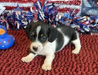 Darla, a female Miniature Dachshund for sale in Gaffney, SC – 2 of 3