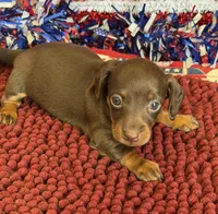 Twix Girl, a female Miniature Dachshund for sale in Gaffney, SC – 2 of 3