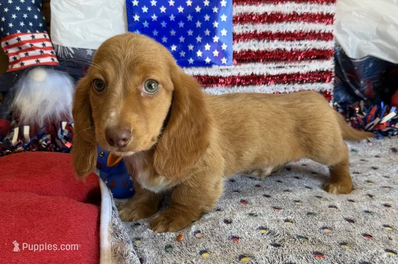 Bentley – Miniature Dachshund puppy for sale in Gaffney, SC