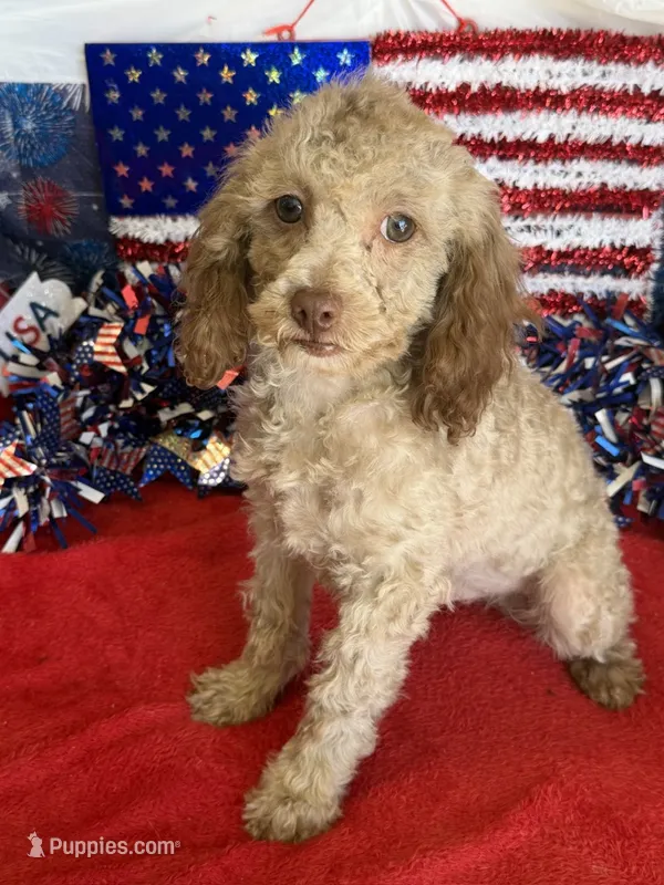 Bear – Cockapoo puppy for sale in Gaffney, SC