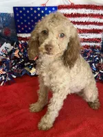 Bear, a male Cockapoo for sale in Gaffney, SC – 1 of 3