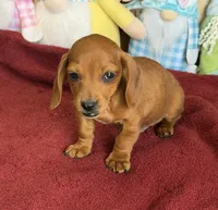 Mike, a male Miniature Dachshund for sale in Gaffney, SC – 3 of 3