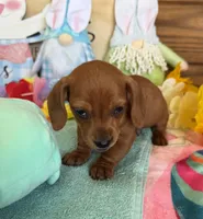 Mike, a male Miniature Dachshund for sale in Gaffney, SC – Photo 2 of 3