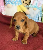 Mike, a male Miniature Dachshund for sale in Gaffney, SC – 2 of 3