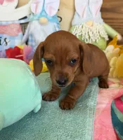 Mike, a male Miniature Dachshund for sale in Gaffney, SC – Photo 3 of 3