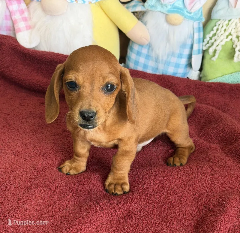 Mike – Miniature Dachshund puppy for sale in Gaffney, SC
