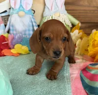 Mike, a male Miniature Dachshund for sale in Gaffney, SC – Photo 1 of 3