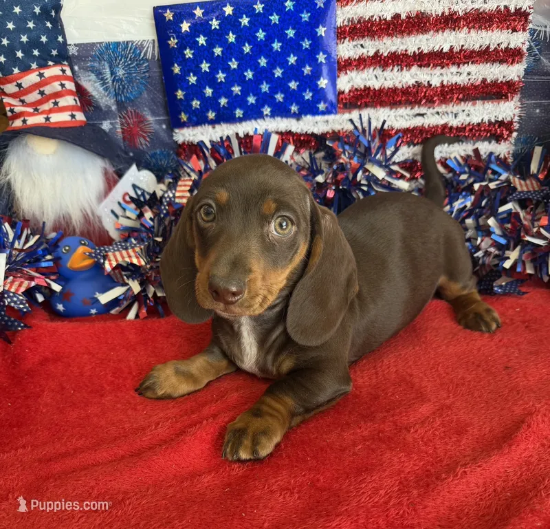 Bucky – Dachshund puppy for sale in Gaffney, SC
