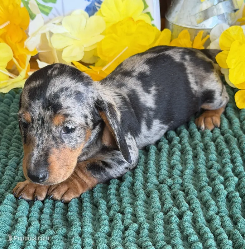 Razzle – Miniature Dachshund puppy for sale in Gaffney, SC