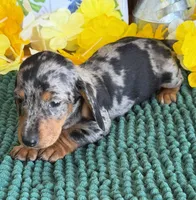Razzle, a male Miniature Dachshund for sale in Gaffney, SC – 1 of 4