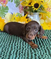 Twix Girl, a female Miniature Dachshund for sale in Gaffney, SC – 3 of 3