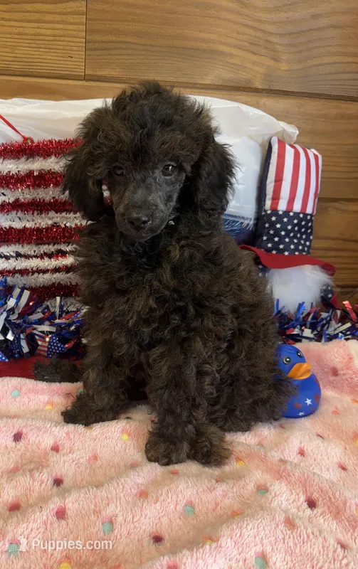 Rascal – Poodle - Toy  puppy for sale in Gaffney, SC