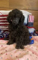Rascal, a male Poodle - Toy  for sale in Gaffney, SC – 1 of 3