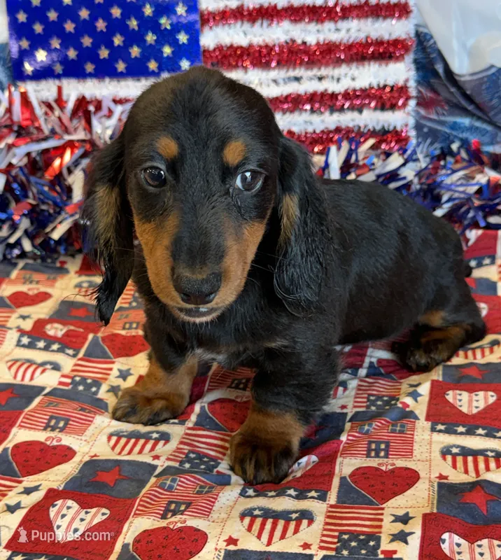 Gabe – Miniature Dachshund puppy for sale in Gaffney, SC