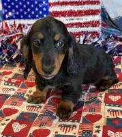 Gabe, a male Miniature Dachshund for sale in Gaffney, SC – 1 of 3