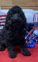 Rocky, a male Cockapoo for sale in Gaffney, SC – 9 of 9