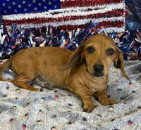 Ellis, a male Dachshund for sale in Gaffney, SC – 1 of 5