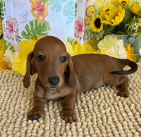 Reba 1, a female Miniature Dachshund for sale in Gaffney, SC – 8 of 8