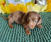 Romeo, a male Miniature Dachshund for sale in Gaffney, SC – 2 of 3