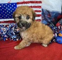 Trudy, a female Poodle - Toy  for sale in Gaffney, SC – 2 of 4