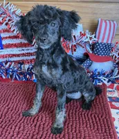 Maxine, a female Poodle - Toy  for sale in Gaffney, SC – 2 of 3