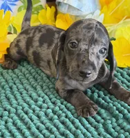 Speckles Wire Boy 1, a male Miniature Dachshund for sale in Gaffney, SC – 3 of 4