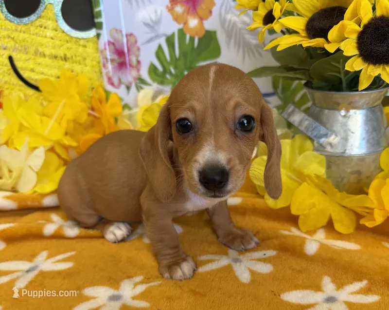 Annie – Miniature Dachshund puppy for sale in Gaffney, SC