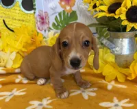 Annie, a female Miniature Dachshund for sale in Gaffney, SC – 1 of 6