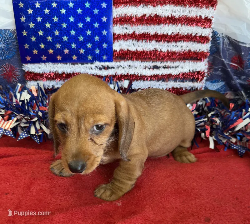 Rhett – Dachshund puppy for sale in Gaffney, SC
