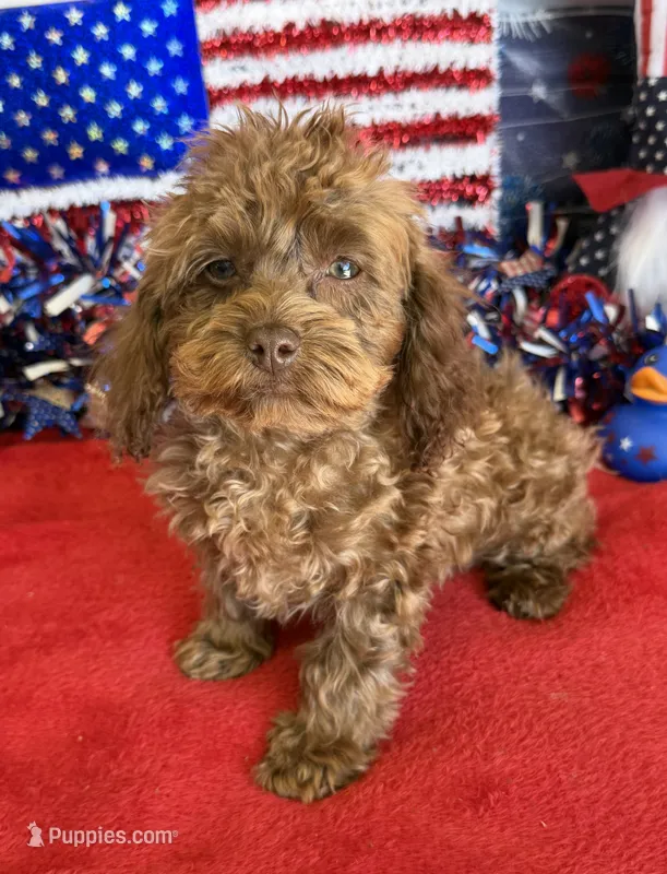 Nugget – Cockapoo puppy for sale in Gaffney, SC