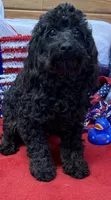 Rocky, a male Cockapoo for sale in Gaffney, SC – 5 of 9