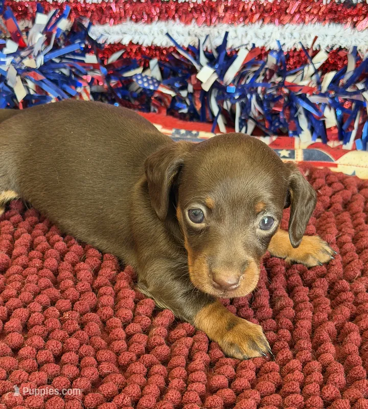Twix Girl – Miniature Dachshund puppy for sale in Gaffney, SC