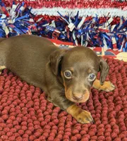 Twix Girl, a female Miniature Dachshund for sale in Gaffney, SC – 1 of 3